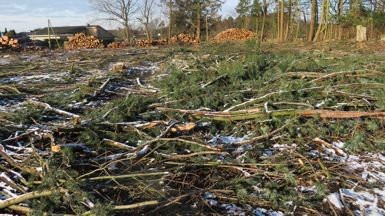 Rodung Wald Birkenweg